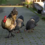 Rooster