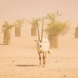 Arabian oryx