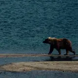 Eurasian brown bear