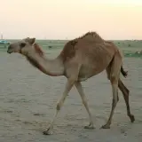 Dromedary camel