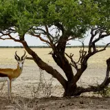 Springbok