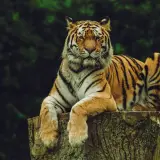 Siberian tiger