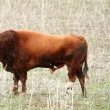 Spanish fighting bull