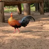 Sri Lanka junglefowl