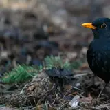 Eurasian blackbird