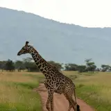 Masai giraffe