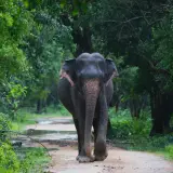 Asian elephant