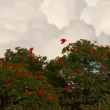 Scarlet ibis