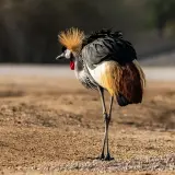 Grey crowned crane