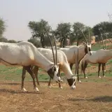 Arabian oryx