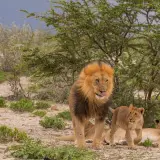 Lion
