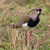 Southern lapwing (tero)