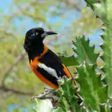 Venezuelan troupial