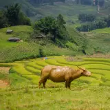 Water buffalo