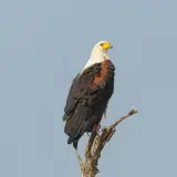 African fish eagle