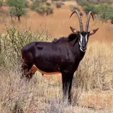 Sable antelope