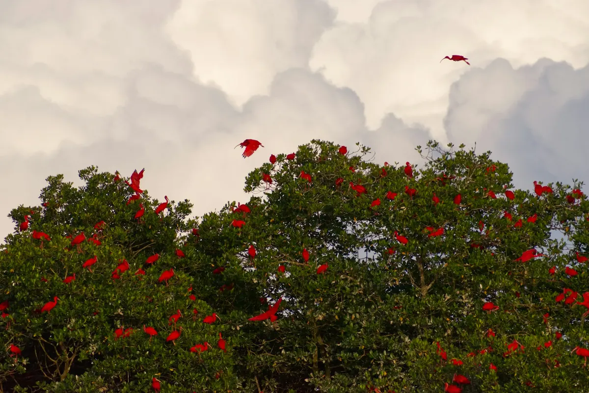 A flock of scarlet ibises gathering to roost in the top of a mangrove tree under a cloudy sky