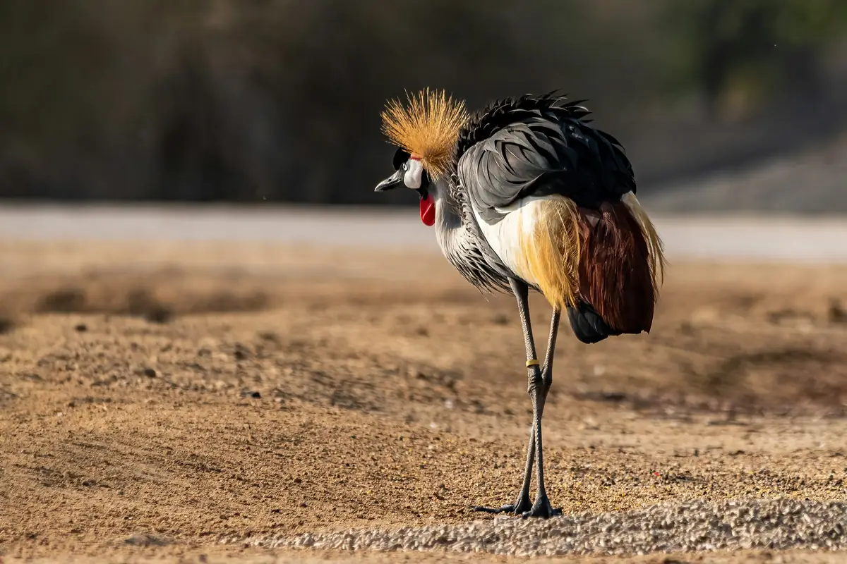 A grey crowned crane with its golden crest standing on open ground