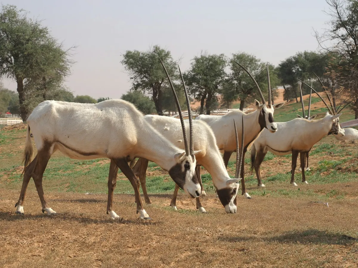 A herd of Arabian oryx grazing on dry, grassy ground among trees in Ras Al Khaimah