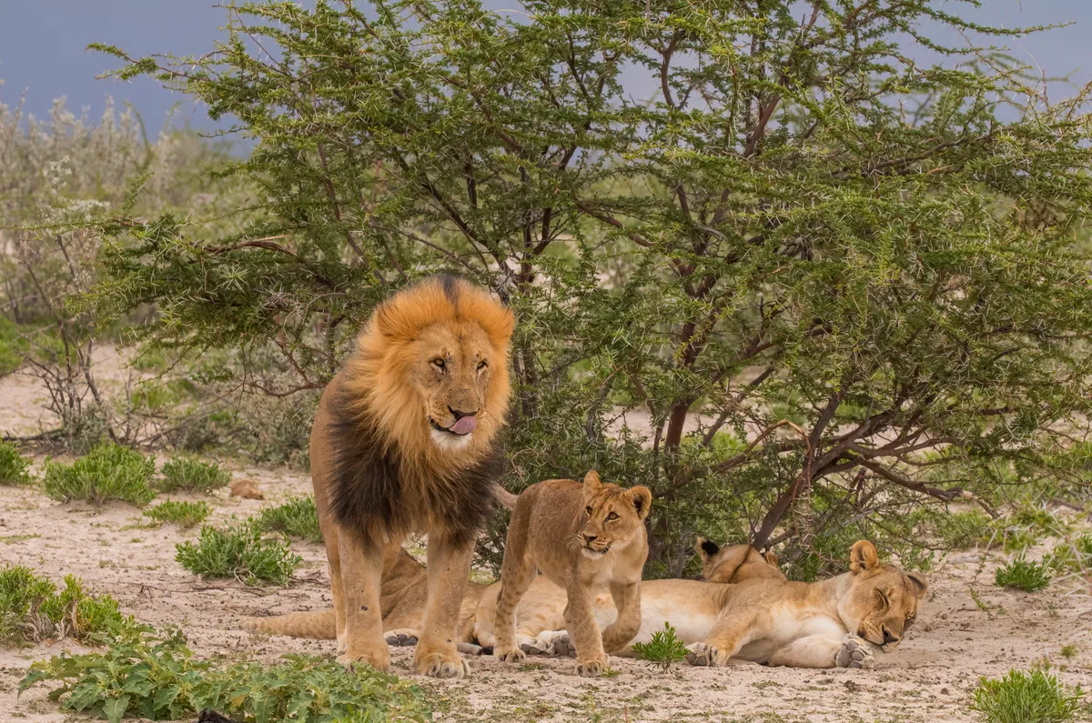 A male lion and a young cub resting together in Etosha National Park, Namibia