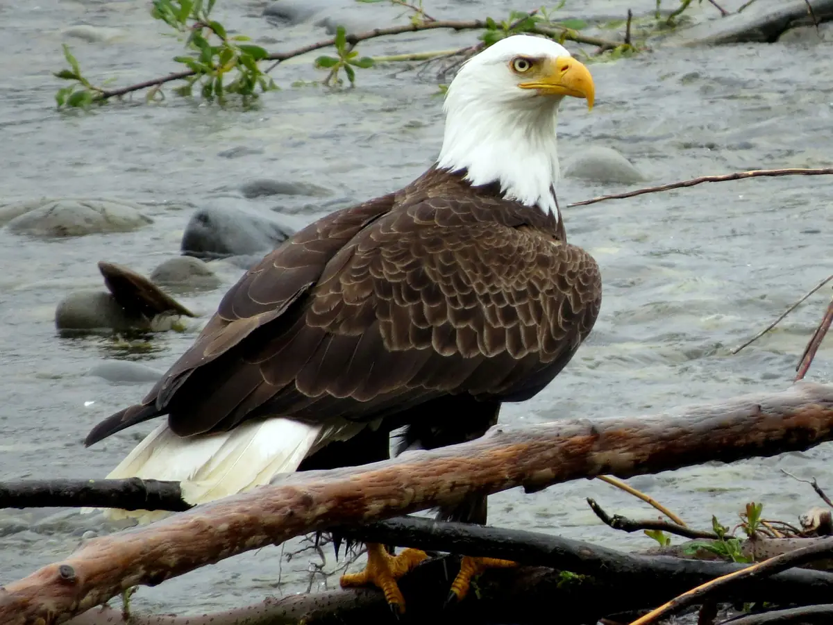 A bald eagle perched on driftwood by a river in Olympic National Park