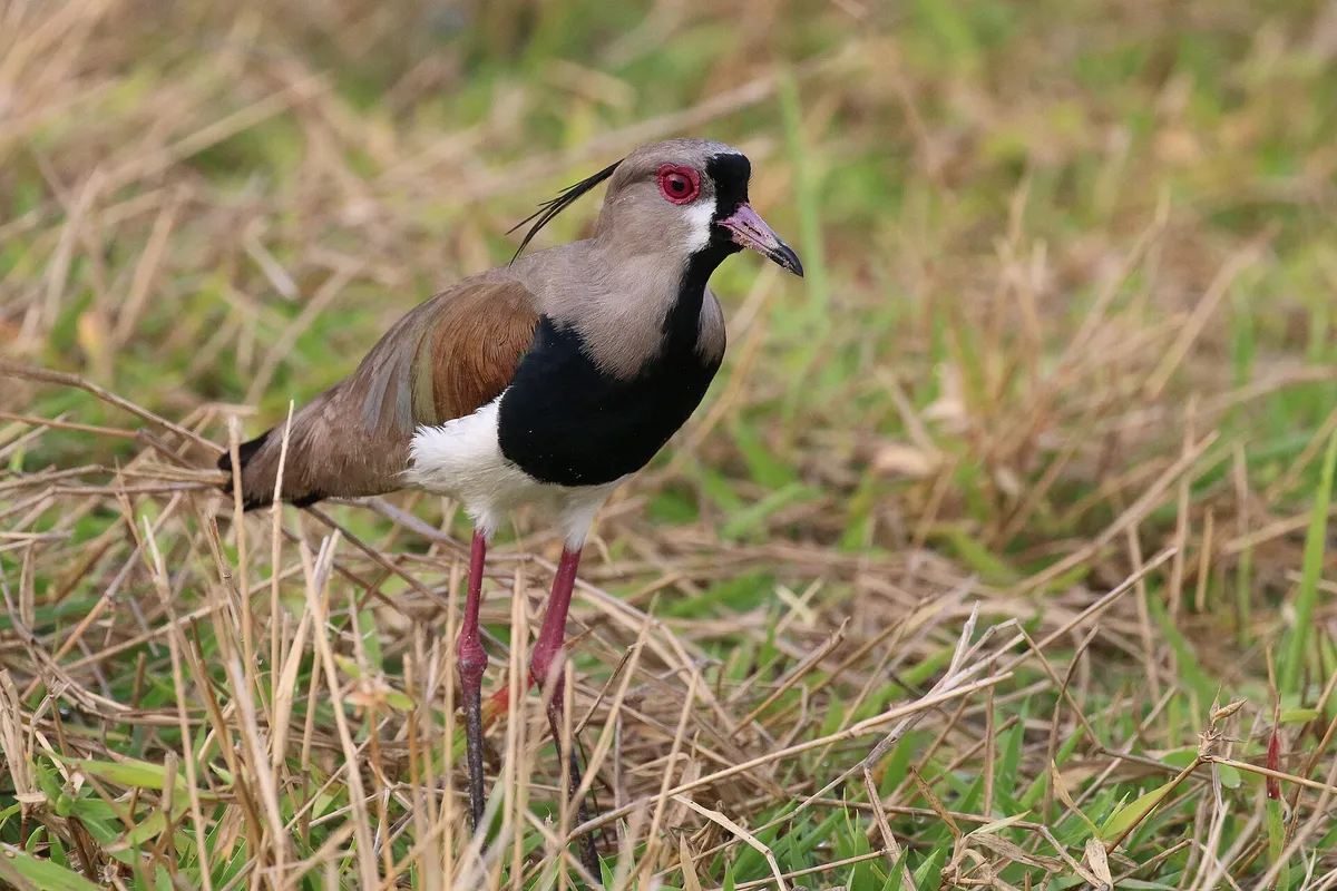 A southern lapwing with a grey head, thin black crest, red eye and black breast walking through dry and green grass