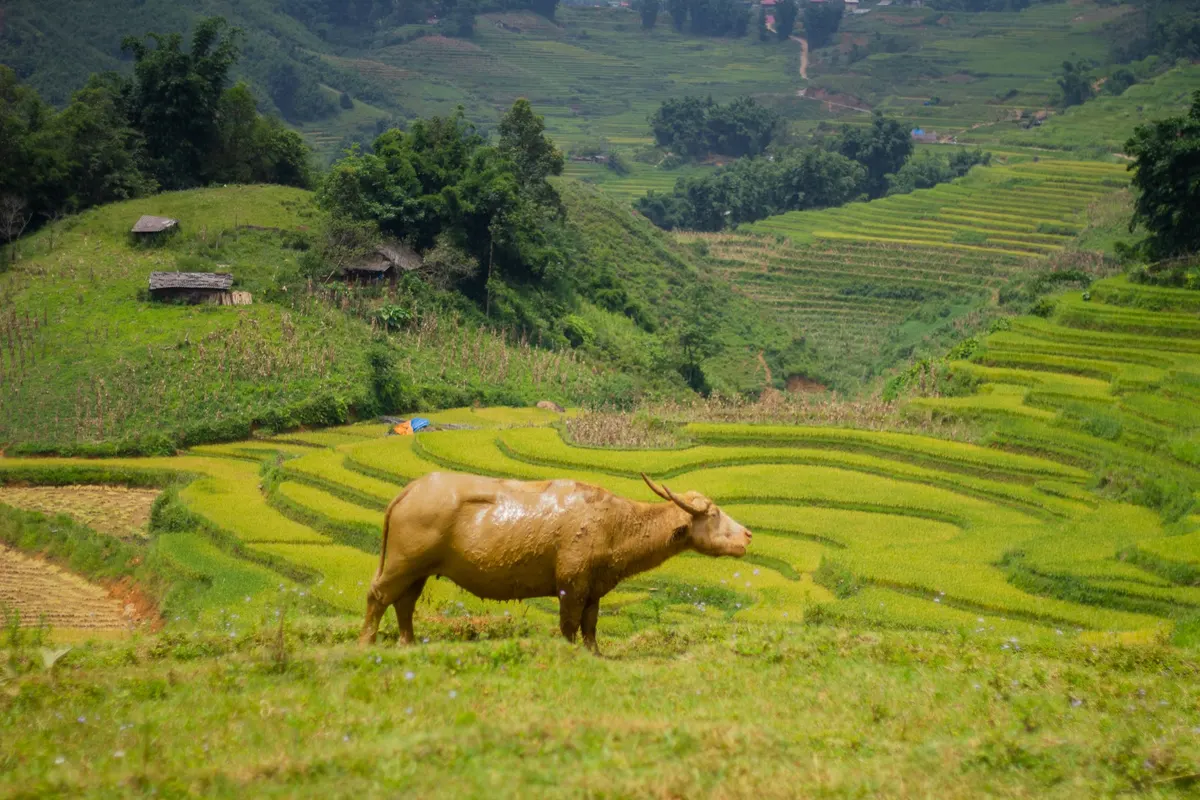 A water buffalo standing on terraced rice fields near Sapa, Vietnam
