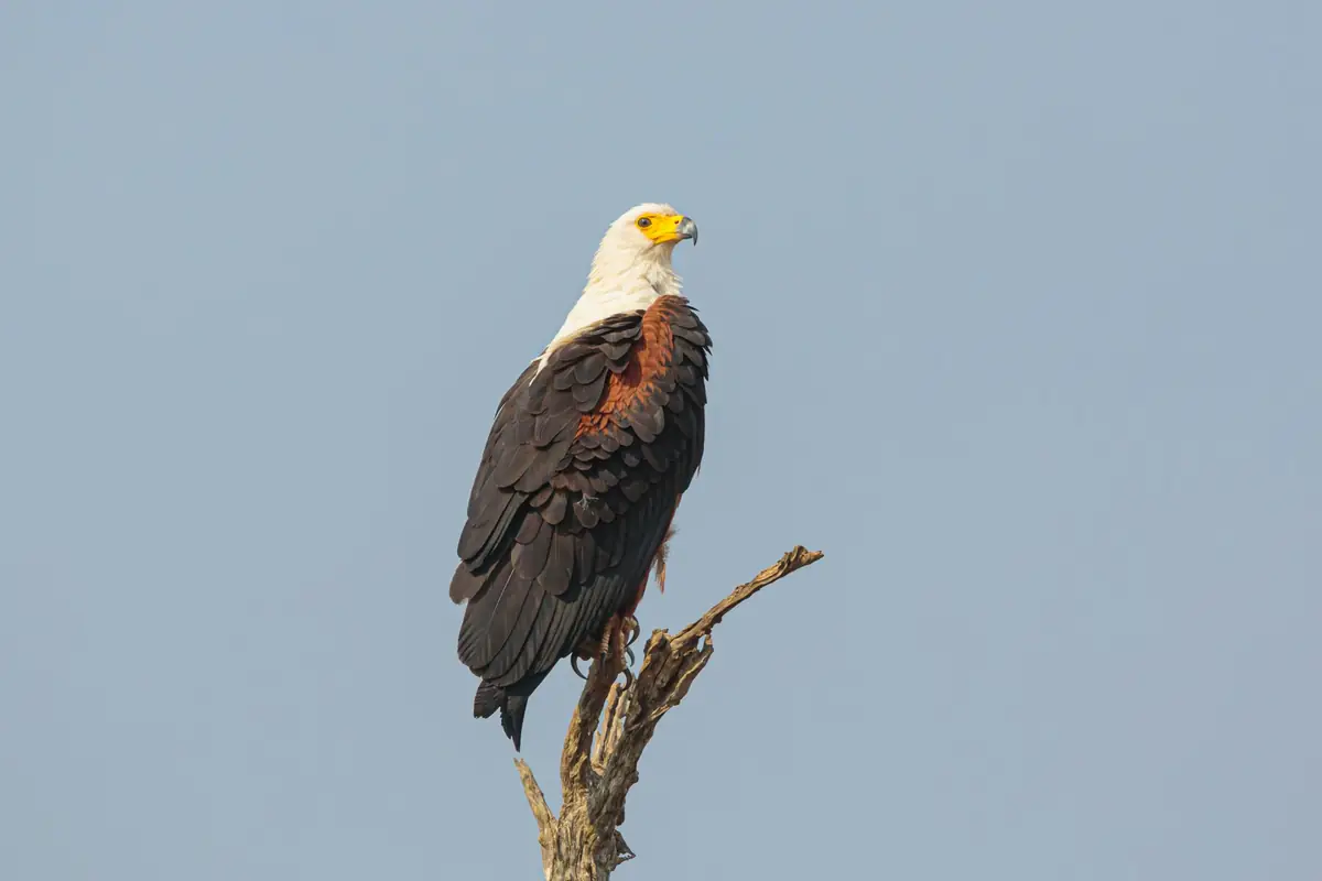 An African fish eagle perched on a dead tree