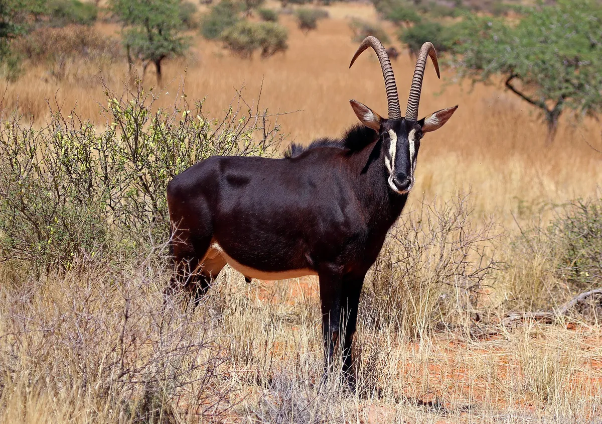 An adult male sable antelope with a glossy black coat, white face markings and long curved horns standing in dry golden grass and scrub