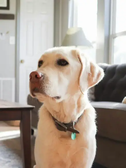 Bringing Home an Adopted Pet