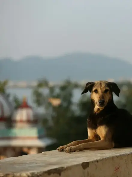 How to Approach a Stray Dog or Cat Safely