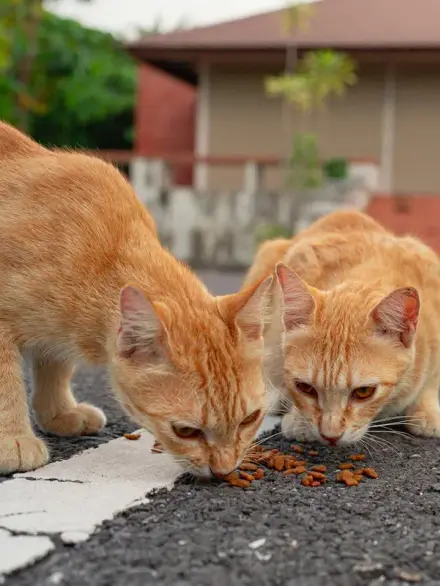 Caring for Community Cats and Dogs Responsibly