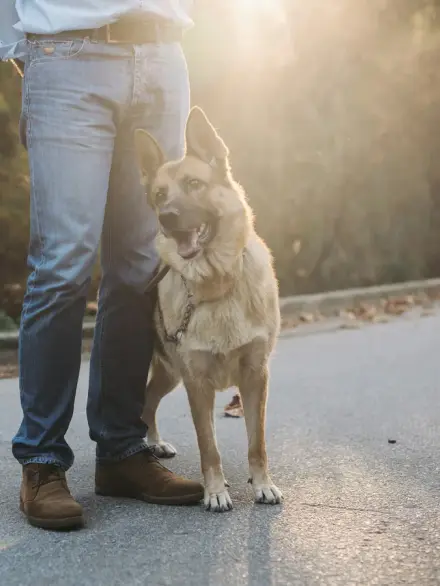 Lost Dog or Cat? How to Find Your Pet, Step by Step