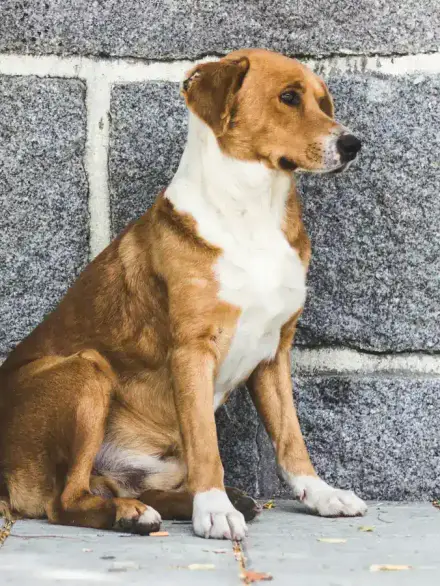 Found a Stray Dog or Cat? Lost Pet, Stray or Community Animal
