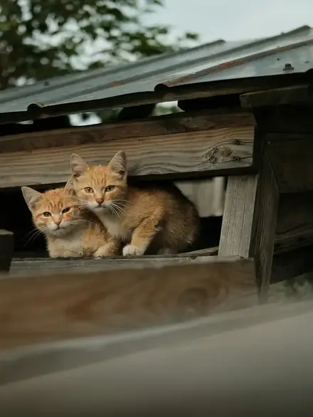 Found Kittens Outside? What to Do First (and When to Wait)