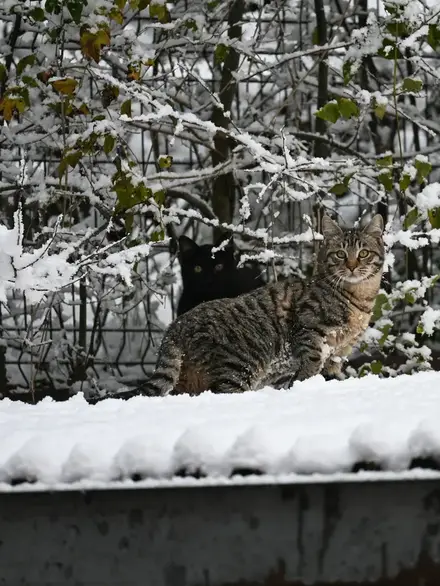 How to Help Stray Cats in Winter