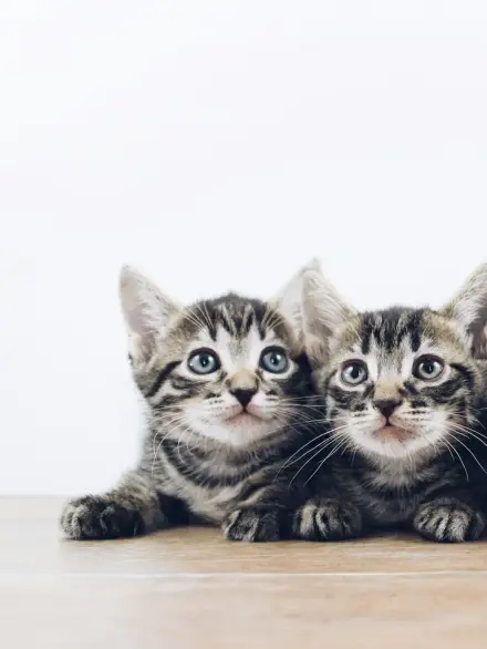 Kitten Age and Feeding Chart