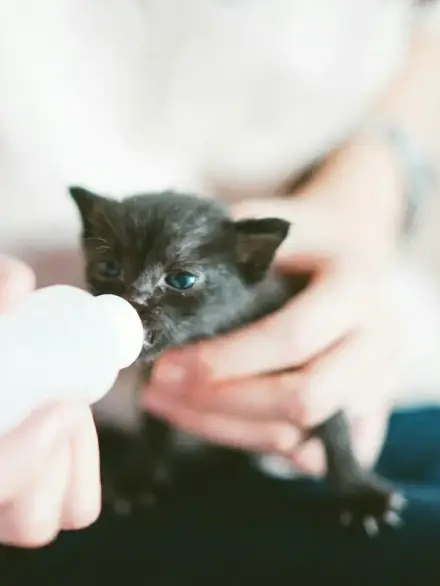 Caring for Orphaned Kittens and Puppies