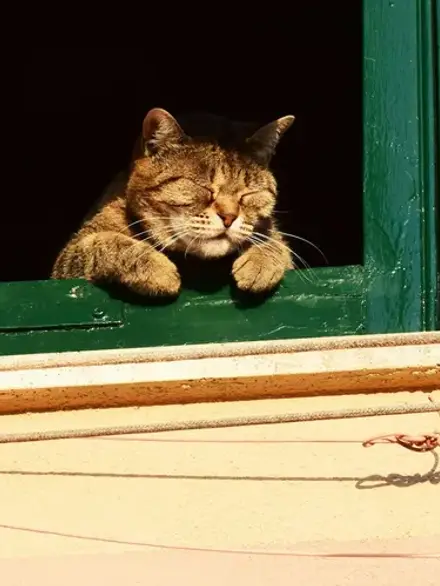 Can a Stray Cat Become an Indoor Cat? How to Make the Move