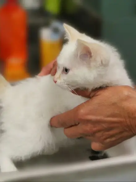 Common Diseases in Stray Cats and Dogs
