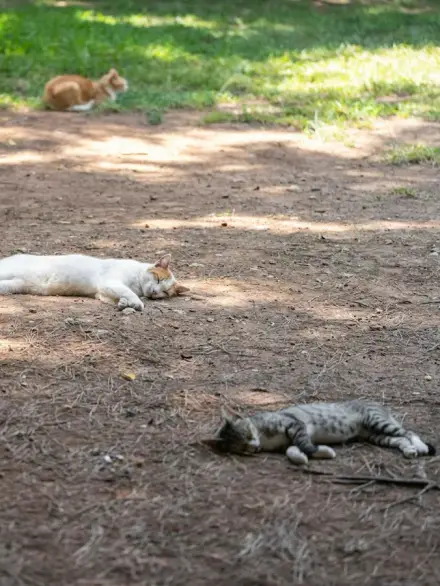 What Is TNR? Trap-Neuter-Return Explained