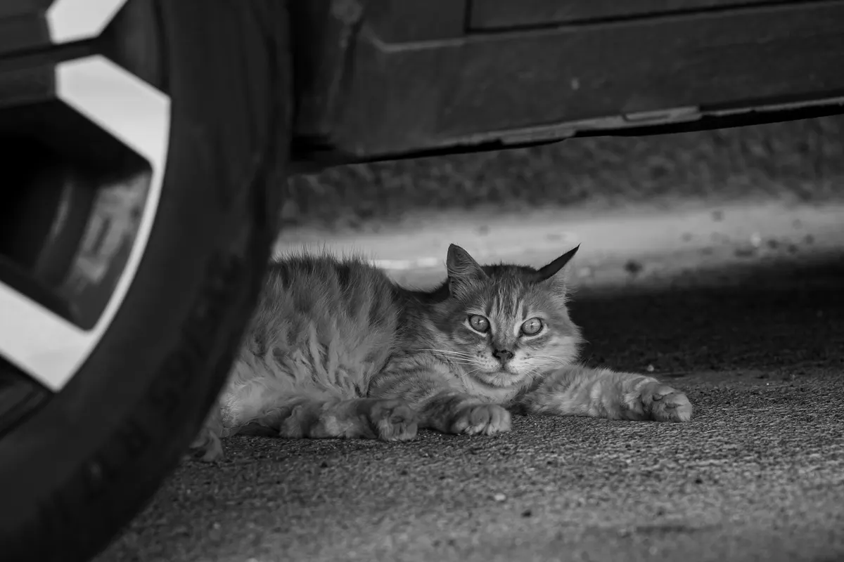 A long-haired tabby cat lying low on the ground beneath a parked car, black and white photo