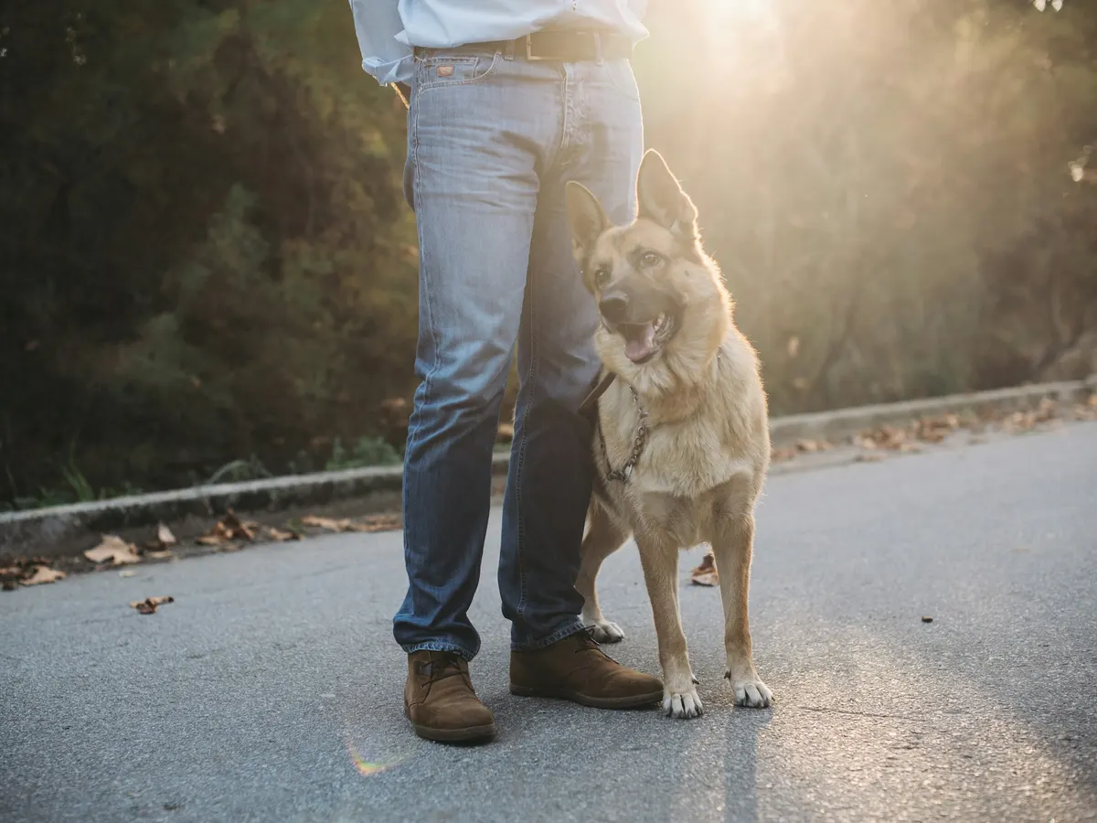 A German Shepherd standing beside its owner on a quiet road in golden evening light