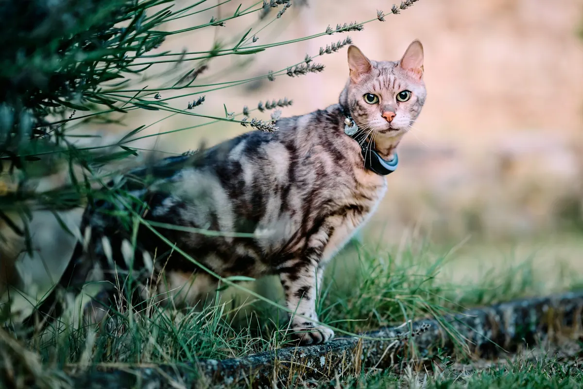 A tabby cat wearing a collar standing in garden grass beside a lavender bush