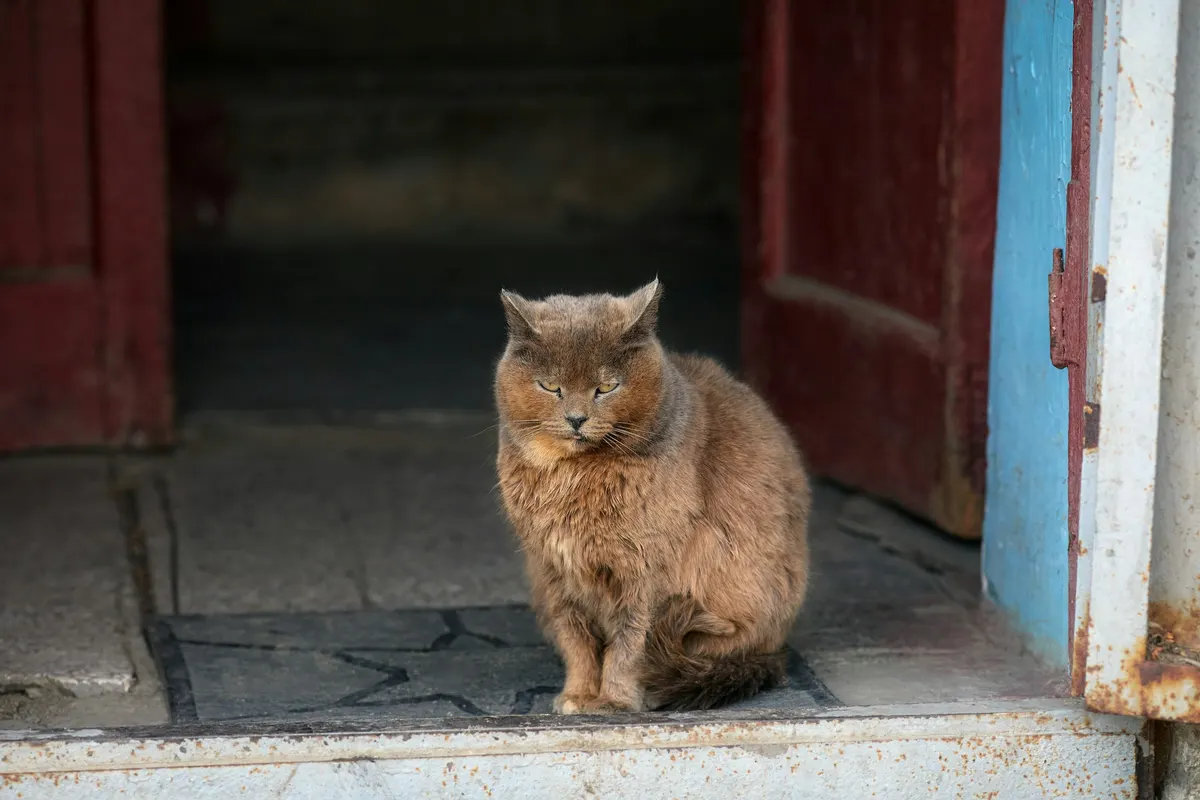 A brown long-haired cat sitting on the doorstep of an open wooden door