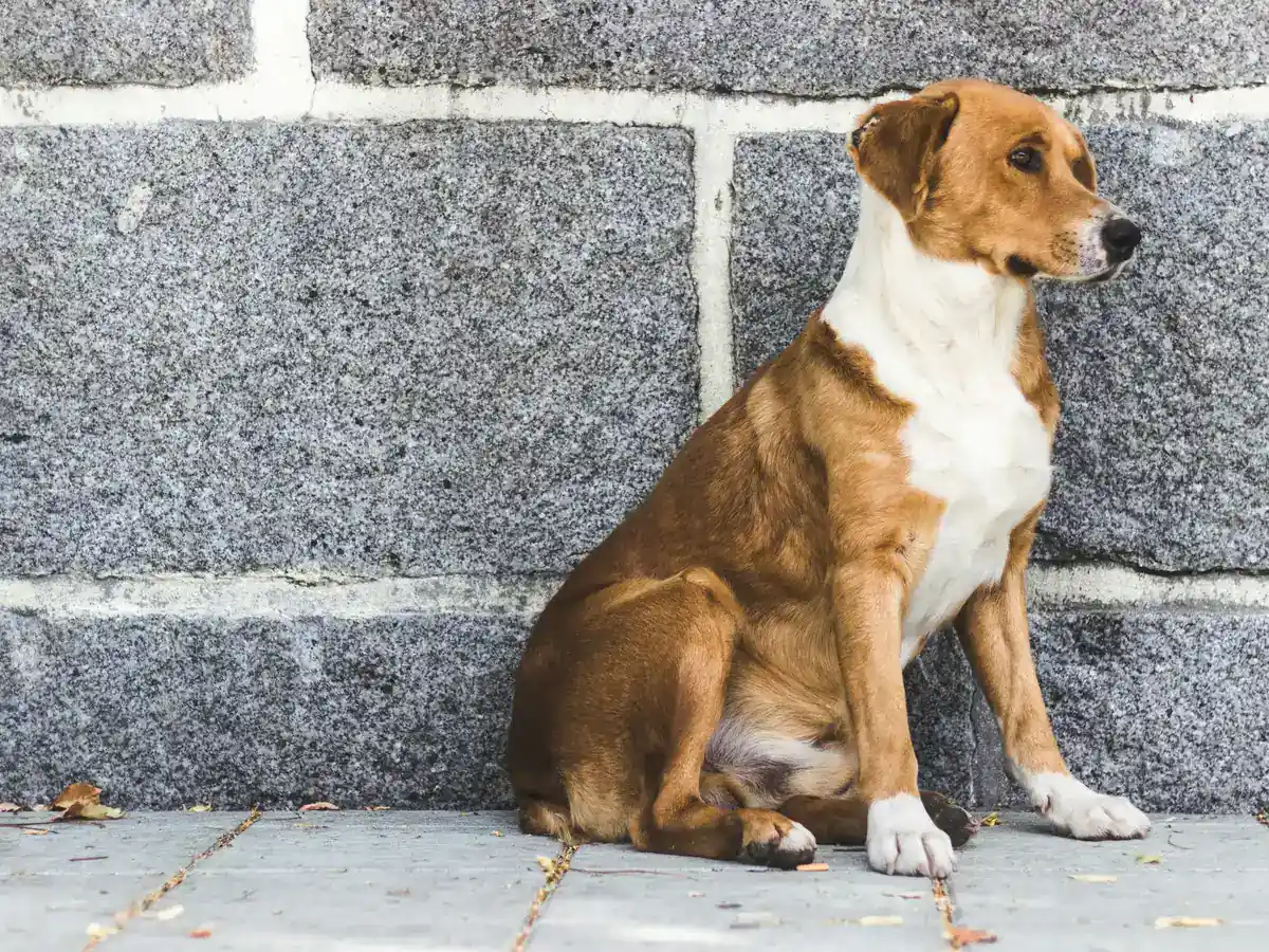 A brown and white dog sitting quietly by a gray stone wall, looking to one side