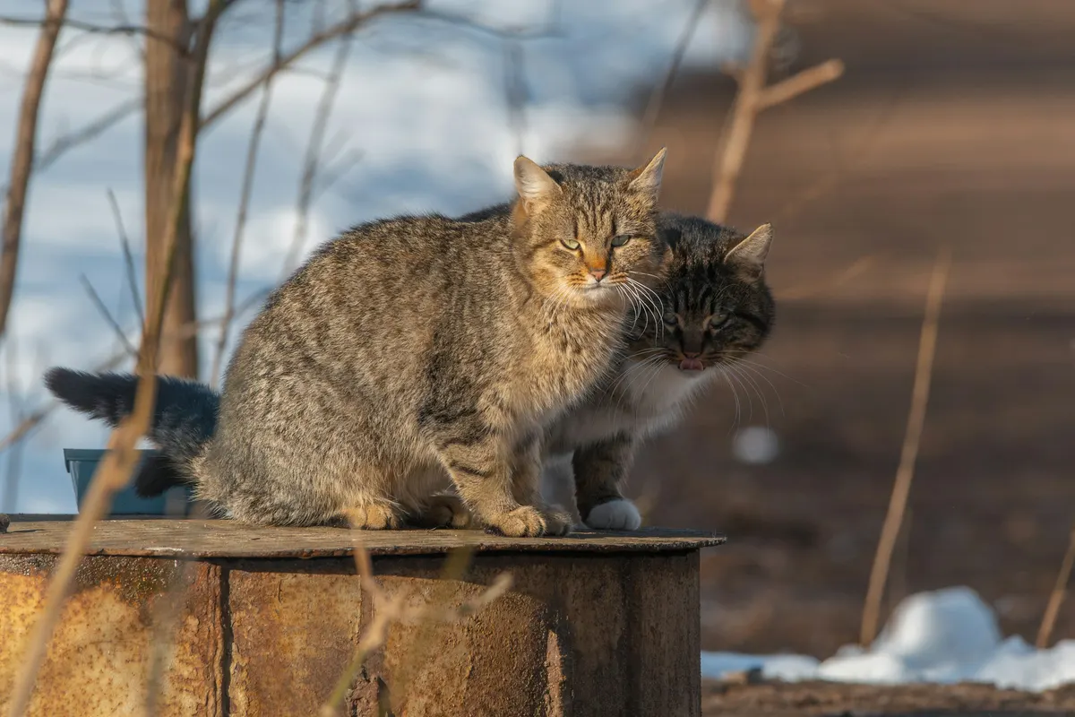 Two tabby cats huddled close together on a rusty metal surface with patches of snow behind them