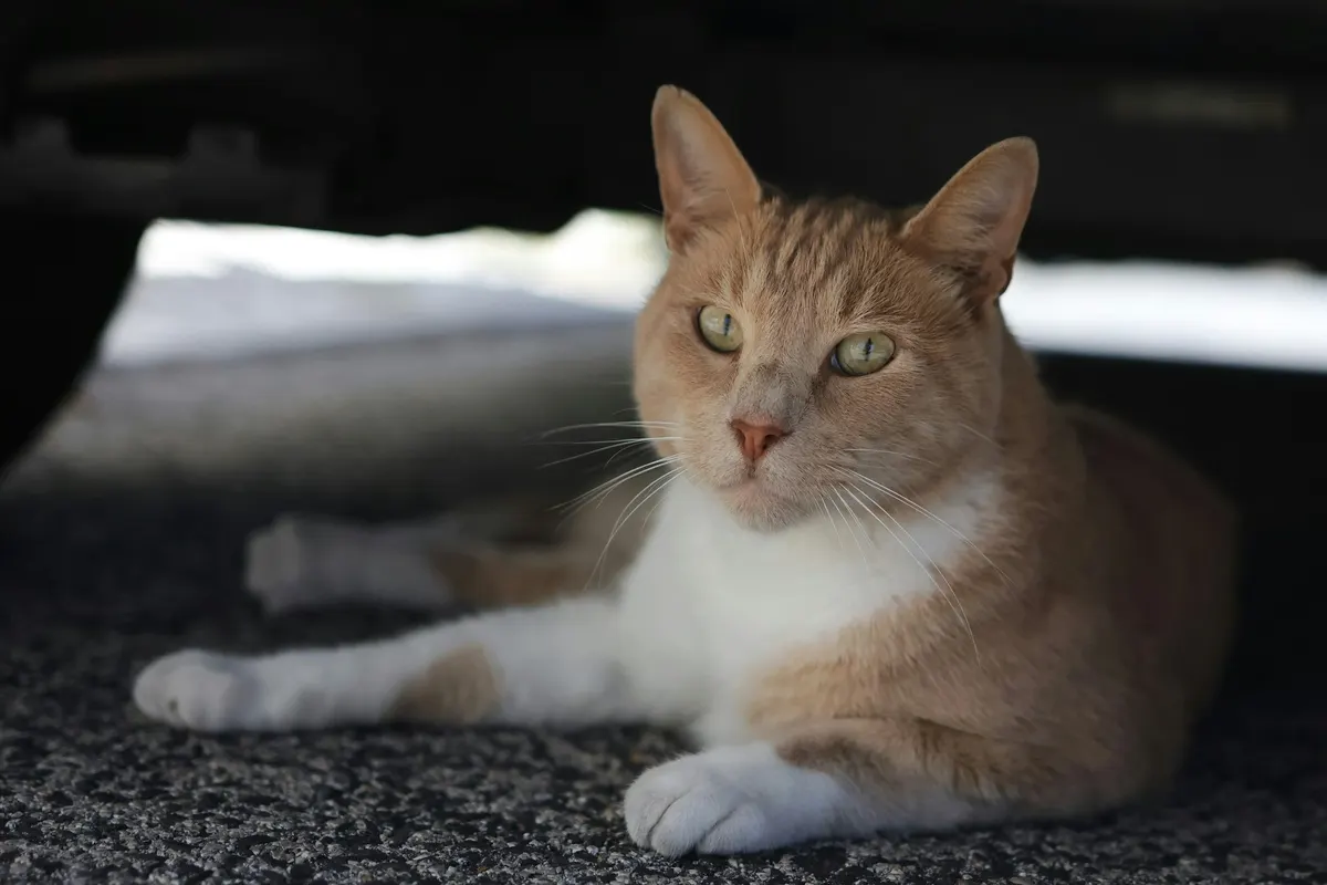 An orange and white cat lying on the ground in the shade beneath a parked car