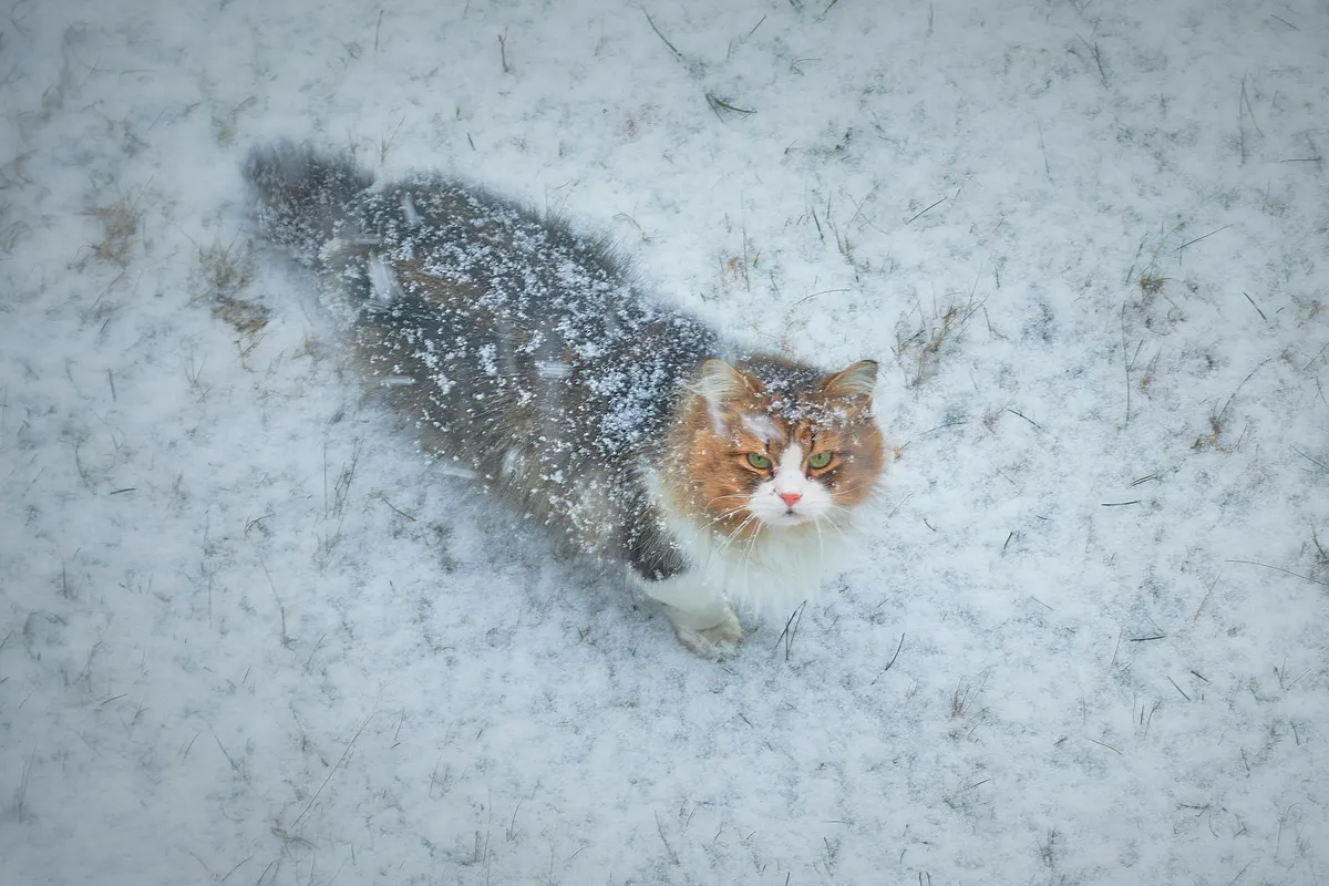 A long-haired cat dusted with snow standing in a snowy field and looking up
