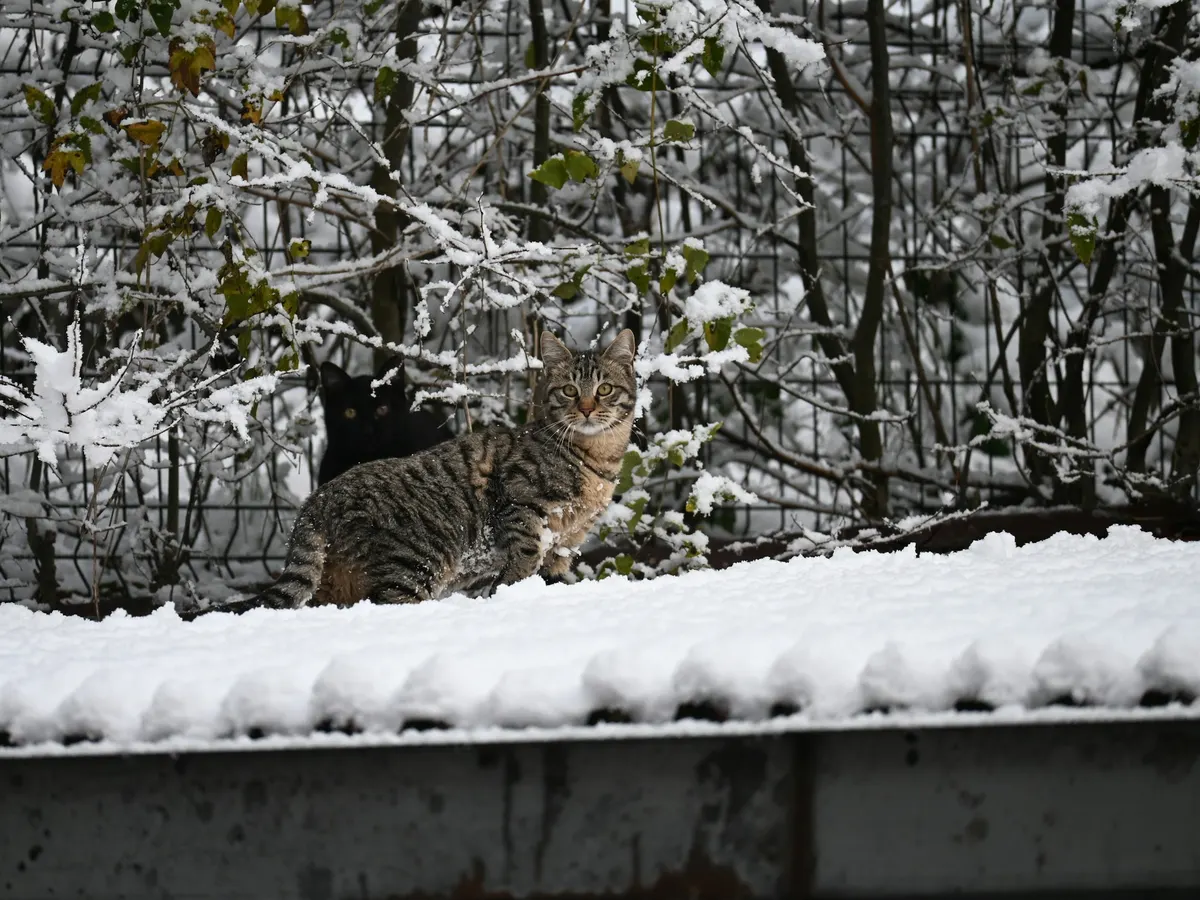 A tabby cat sitting on a snow-covered metal roof with snowy bushes behind it